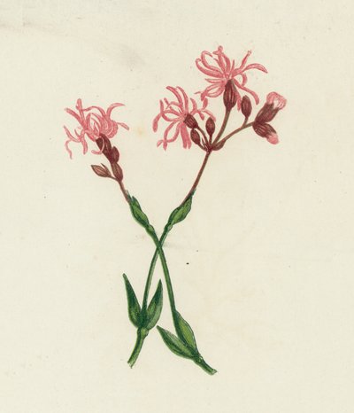 Ragged Robin by English School